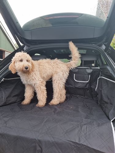 Review hondendeken auto kofferbak