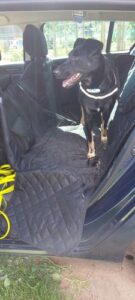 review hondendeken auto