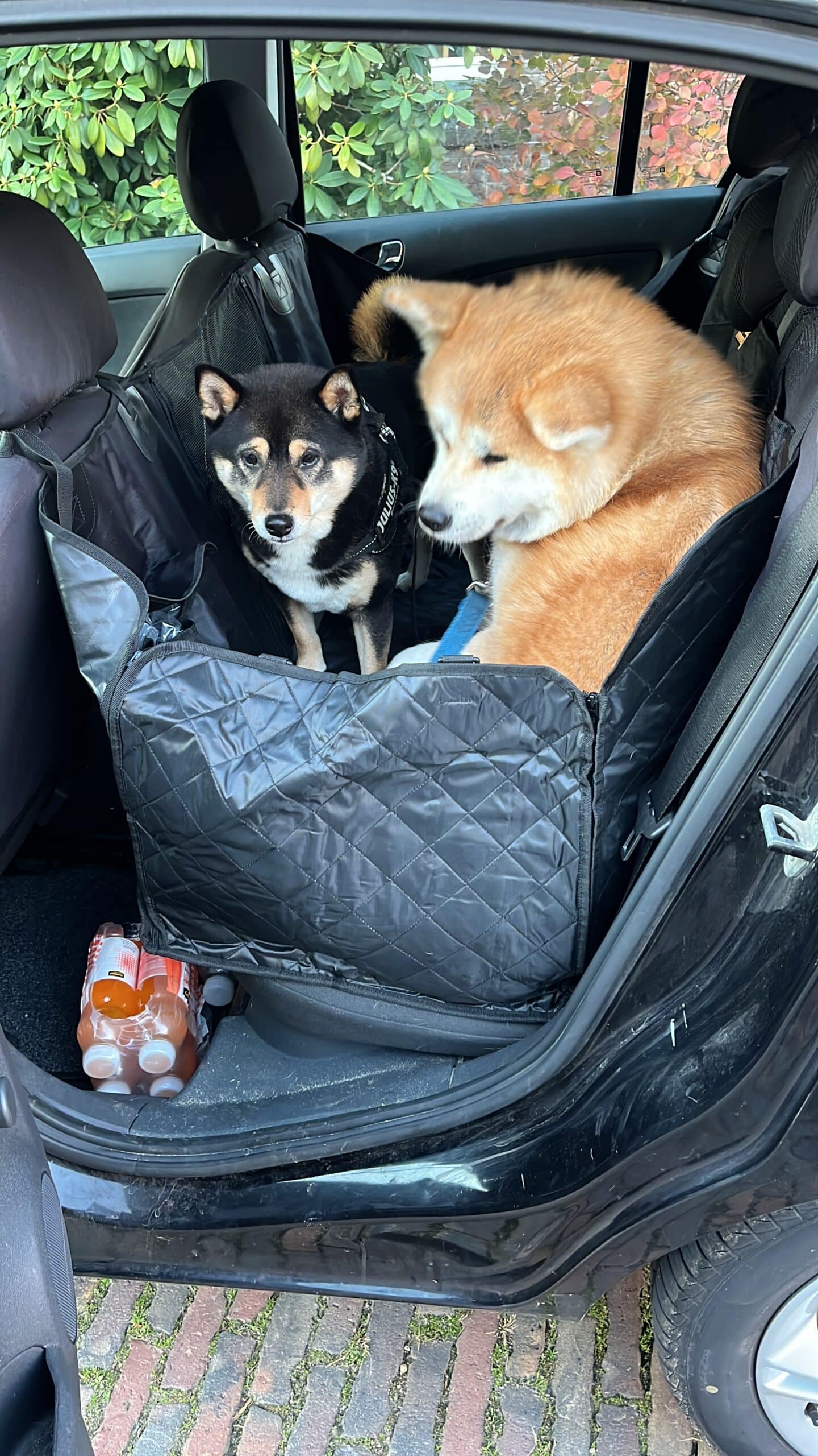 3b4f4144 Ac2c 42b1 81be 064b2cf23997.jpeg