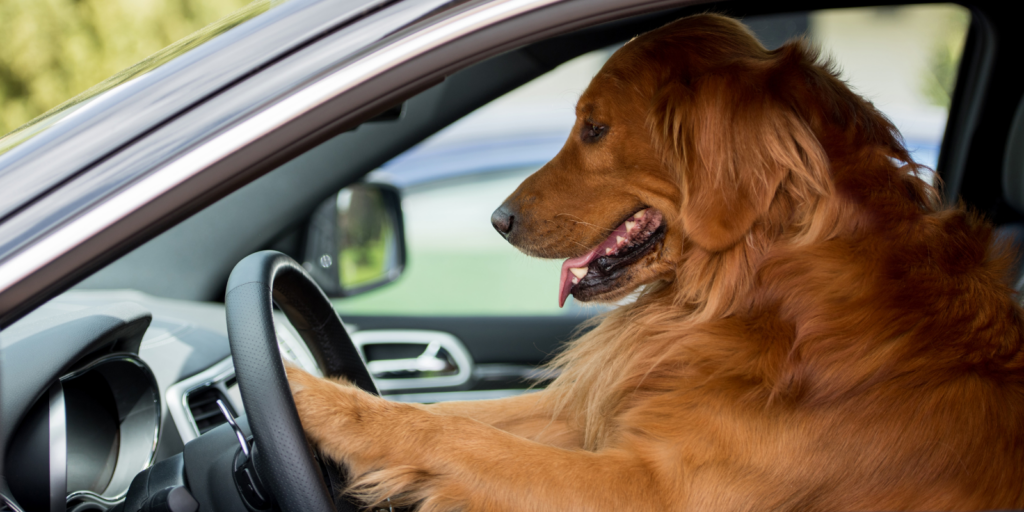 Blog Hundetransport Im Auto Hund Sicher Im Auto Auf Die Straße Bringen Hundebox Hundedecke Rücksitz Hundedecke Kofferraum Oder Autositz Hund Am Steuer