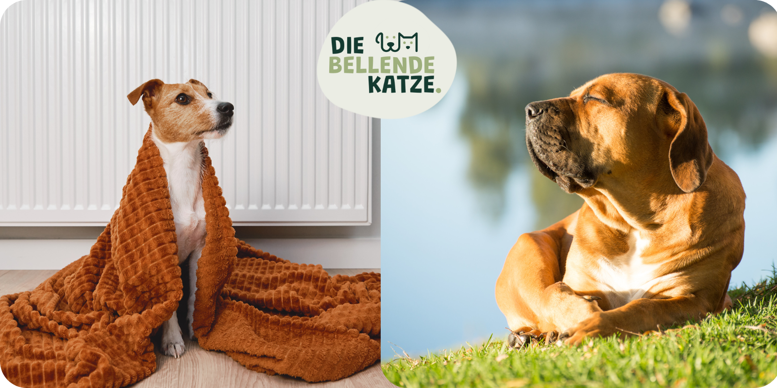 Hund Friert Und Hund Liegt In Der Sonne Die Bellende Katze Logo Die Mauserzeit Nach Jahreszeiten